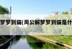 周公解梦梦到猫(周公解梦梦到猫是什么征兆)