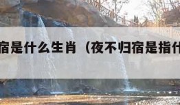 夜不归宿是什么生肖（夜不归宿是指什么动物）