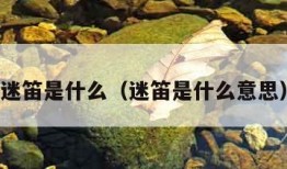 迷笛是什么（迷笛是什么意思）