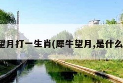 犀牛望月打一生肖(犀牛望月,是什么生肖)