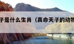 真命天子是什么生肖（真命天子的动物打一生肖）