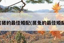 属猪的最佳婚配(属兔的最佳婚配)