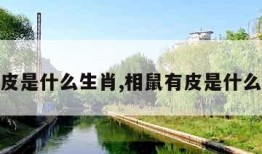 相鼠有皮是什么生肖,相鼠有皮是什么生肖好