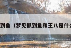 梦见抓到鱼（梦见抓到鱼和王八是什么意思）