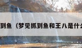 梦见抓到鱼（梦见抓到鱼和王八是什么意思）
