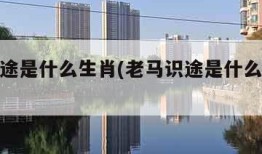 老马识途是什么生肖(老马识途是什么生肖打一肖)