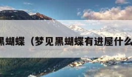 梦见黑蝴蝶（梦见黑蝴蝶有进屋什么预兆）