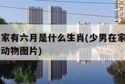 少男在家有六月是什么生肖(少男在家有六月是什么动物图片)