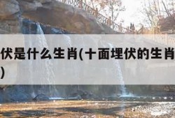 十面埋伏是什么生肖(十面埋伏的生肖是指哪个生肖)