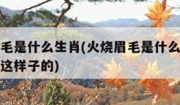 火烧眉毛是什么生肖(火烧眉毛是什么生肖我们只能这样子的)