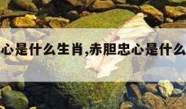 赤胆忠心是什么生肖,赤胆忠心是什么生肖查一下